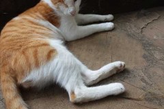 Unsere Tiere